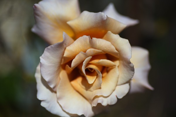 Lush Coffee Rose by Joy Watson